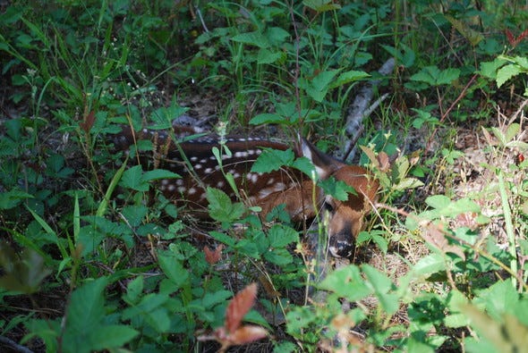 We know fawns are cute, but please leave them be.