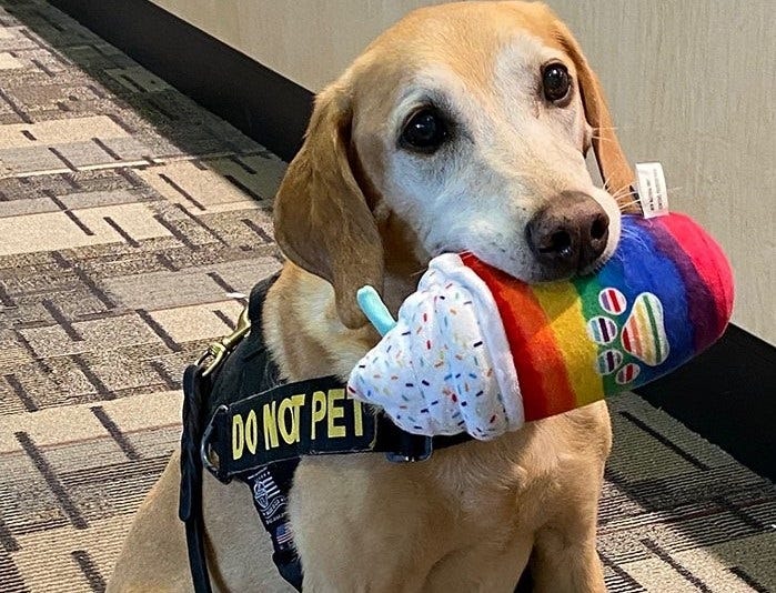 TSA Cutest Dog