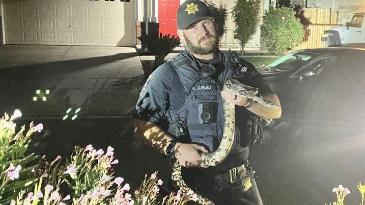 6-foot boa constrictor found in East Bay neighborhood