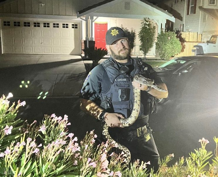 East Bay residents were startled Monday night when they found a Boa Constrictor roaming a Livermore neighborhood.