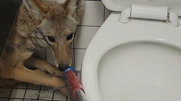 Coyote found hiding behind toilet in school bathroom