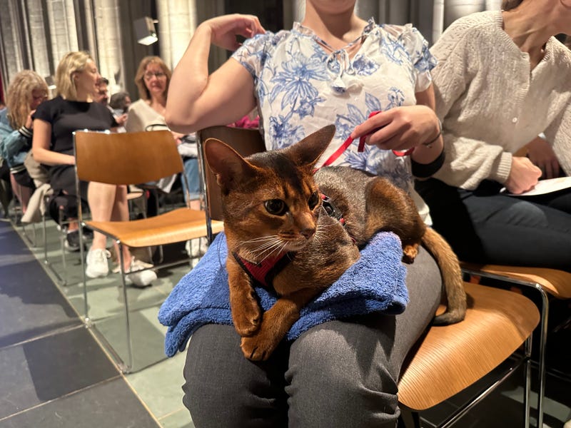 The annual blessing of the animals at the cathedral of St. John the Divine in Morningside took place on Sunday.