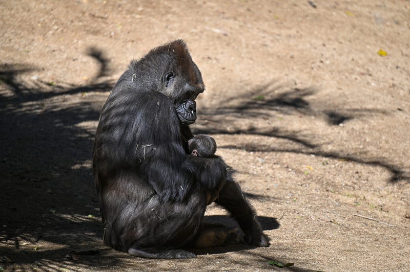 gorilla holding baby in arms