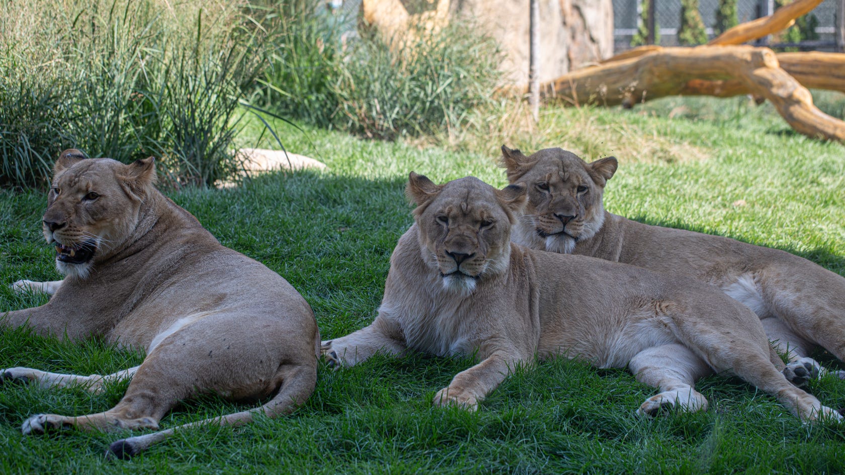 Three healthy lion cubs born at Lincoln Park Zoo