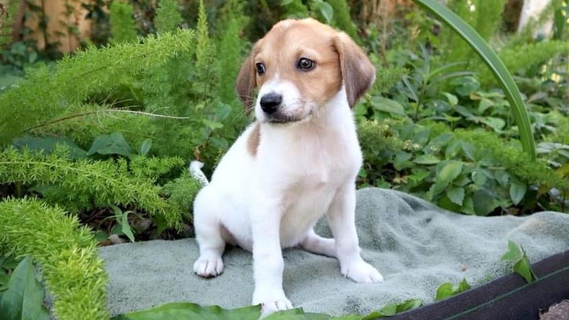 Fern the puppy