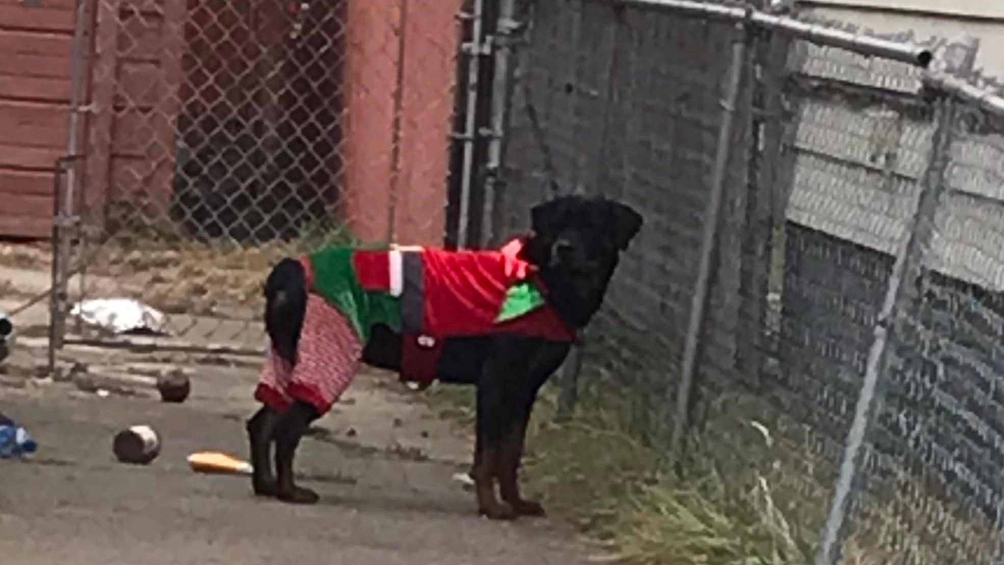Rottweiler reunited with owner after Warren police get reports of 'dog in Christmas outfit'