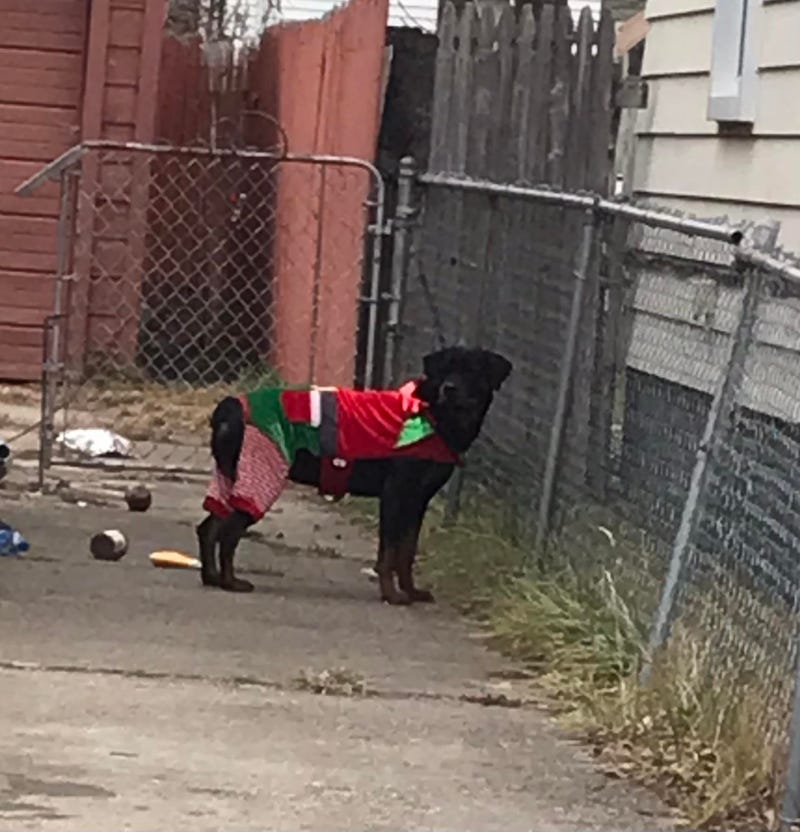 Festive Rottweiler reunited with owner in Warren