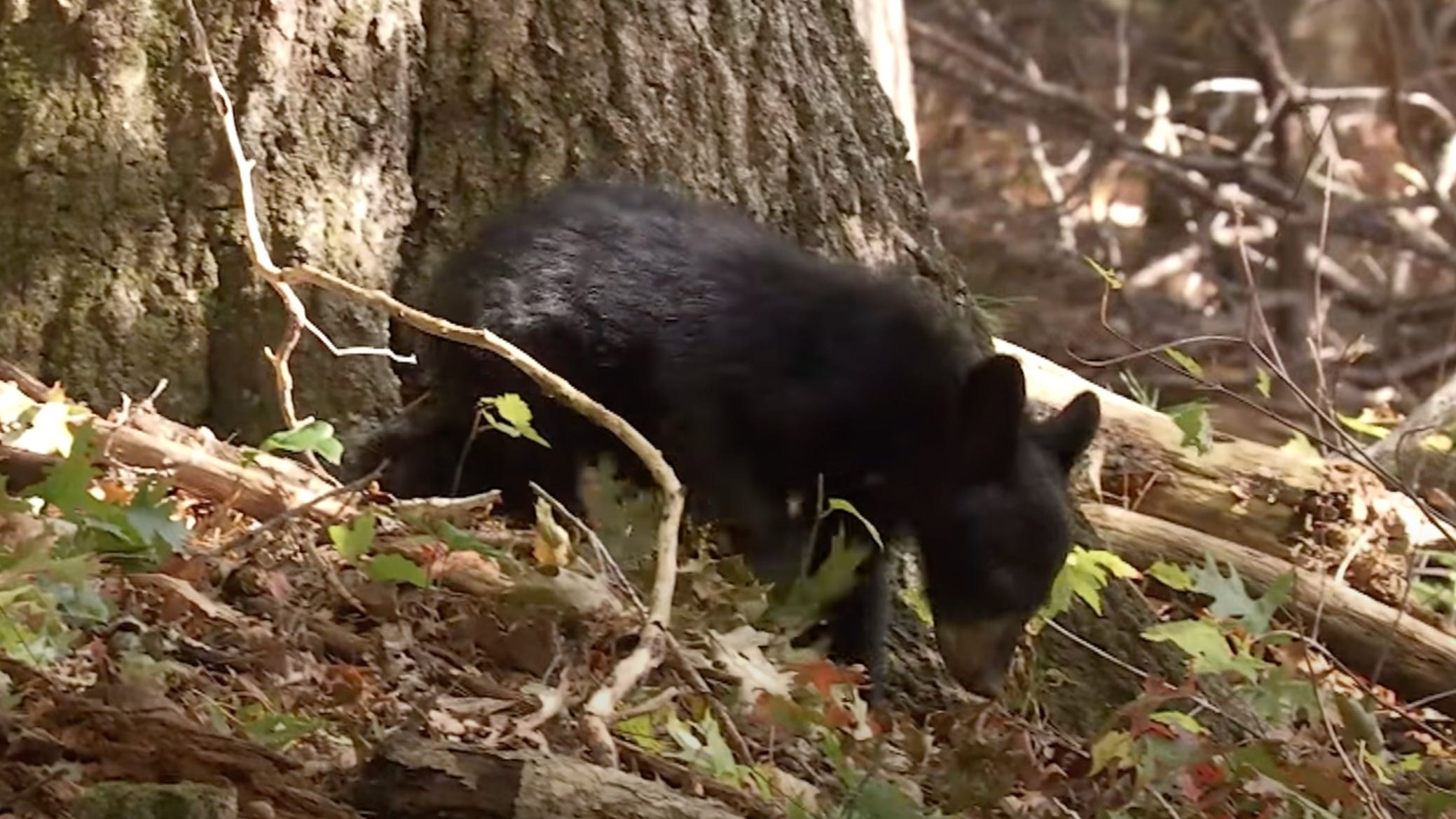 NJ man charged in illegal killing of 4 black bear cubs at state park