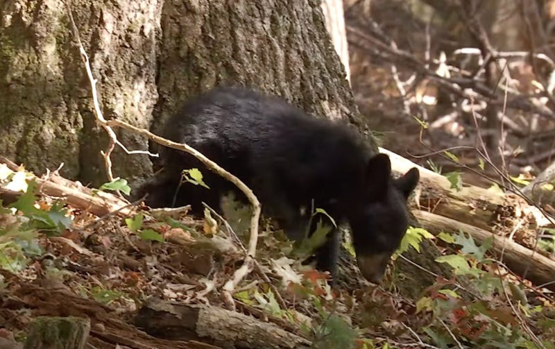 Black bear cub
