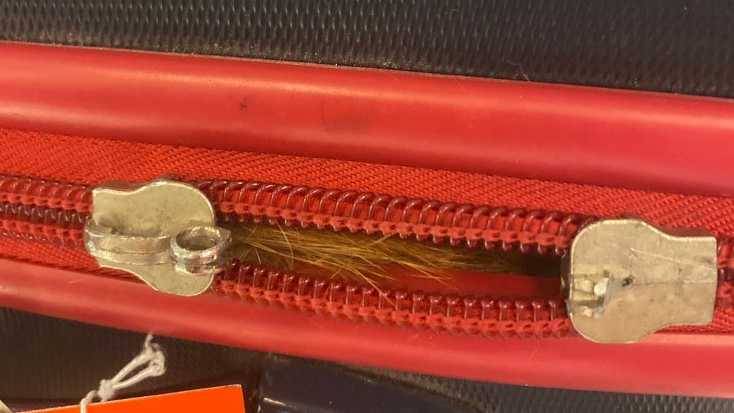 HELLO KITTY! TSA officer discovers cat inside checked bag at JFK Airport