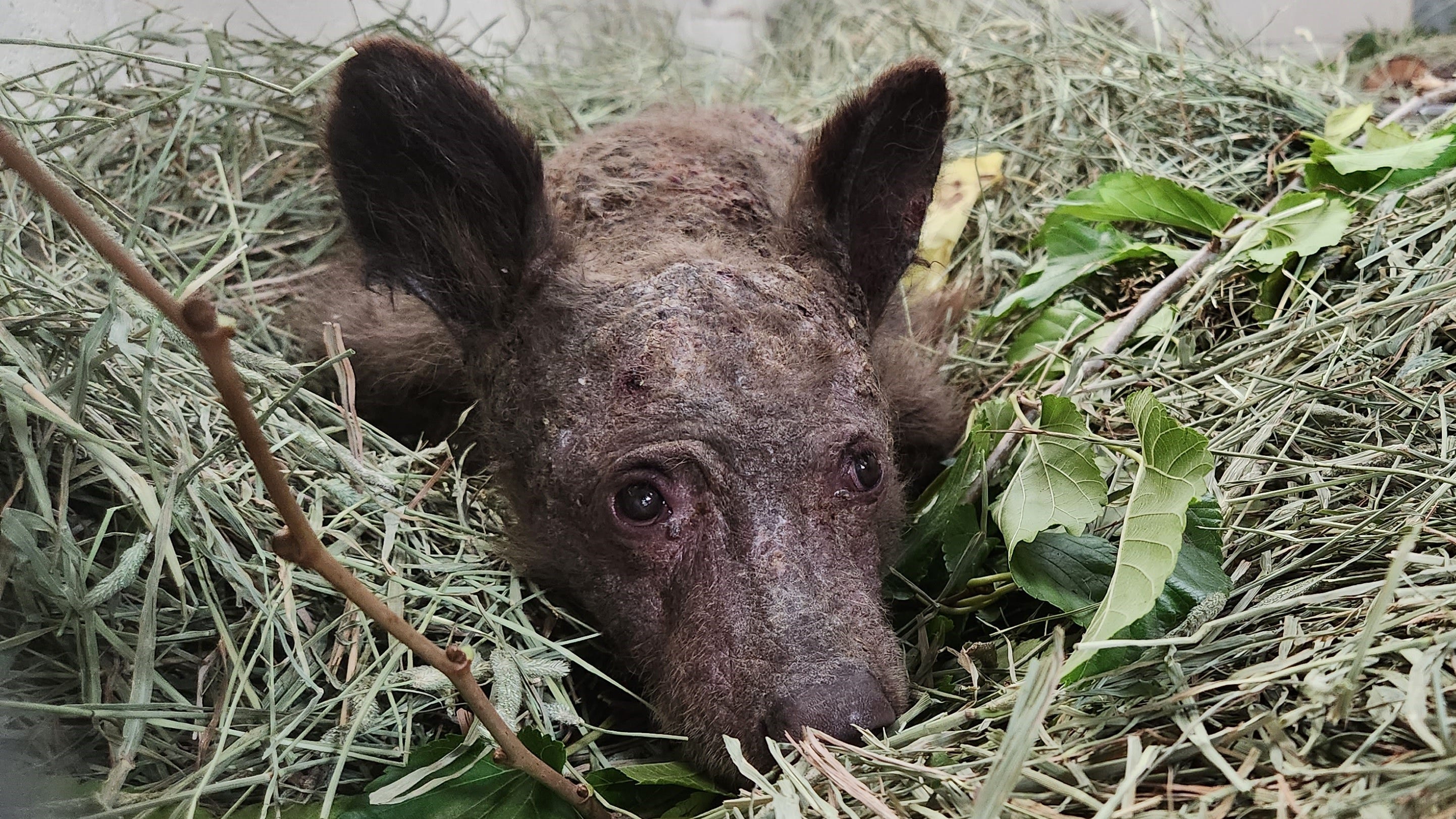 Orphaned bear cub found in South Lake Tahoe dies at Oakland Zoo