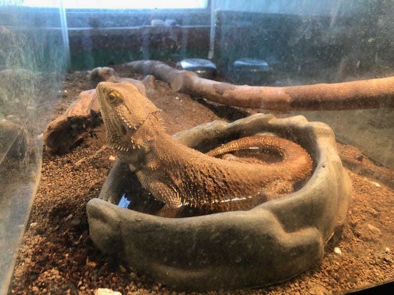 ACCT Philly seizes exotic animals that belonged to man found dead in Northeast Philly