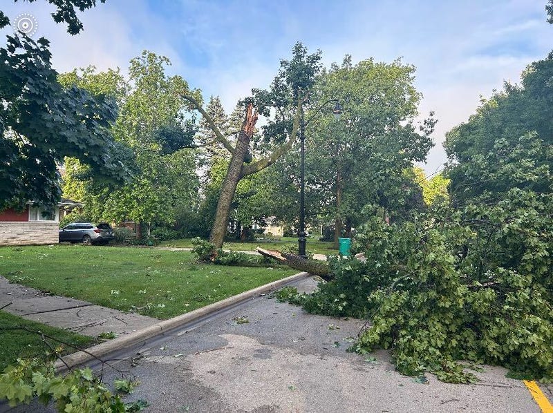 Downed trees in Joliet on July 16, 2024.