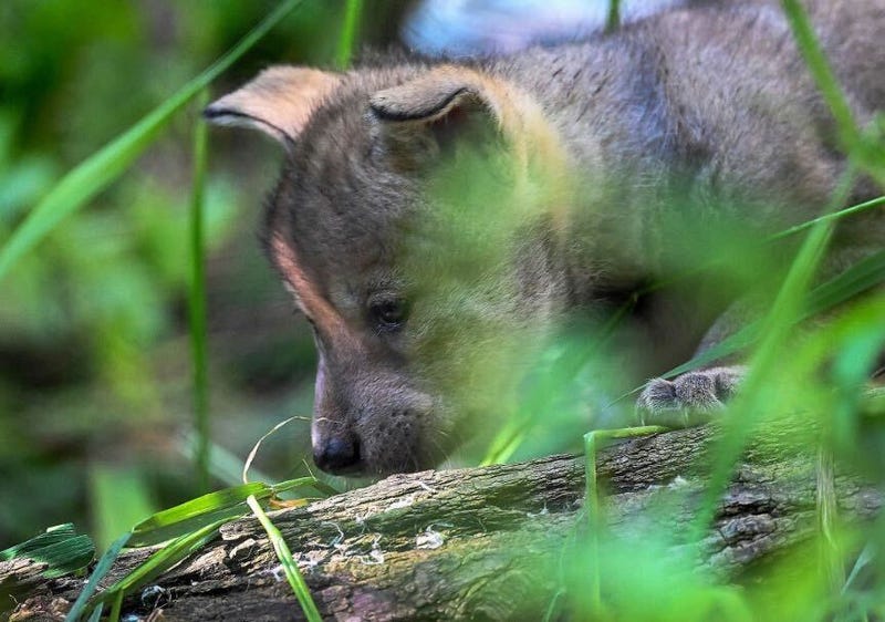 One of two Mexican wolf pups that can be seen at the Brookfield Zoo, shown here exploring its environment.