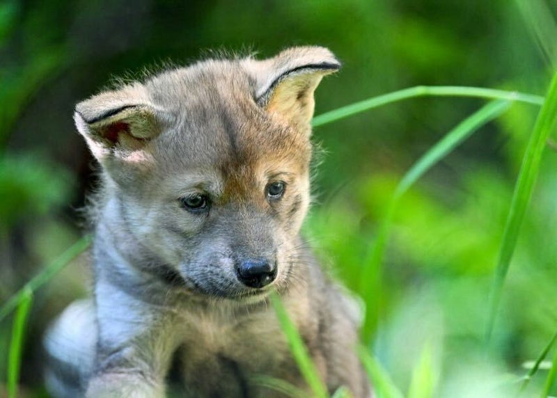 One of two Mexican wolf pups that can be seen at the Brookfield Zoo, shown here exploring its environment.
