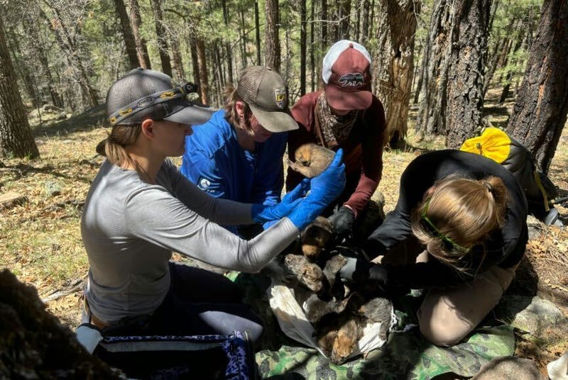 Members of the Mexican Wolf Interagency Field Team give one final health check to the wild-born pups -- and the ones born at Brookfield Zoo -- before they are mixed together into the wild den.