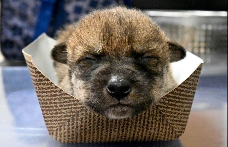 A Mexican wolf pup born at the Brookfield Zoo on April 27 is weighed as part of its physical exam. The pup, along with six of its siblings, were recently flown to New Mexico and placed with wild Mexican wolf packs as part of the Mexican Wolf Recovery Program.