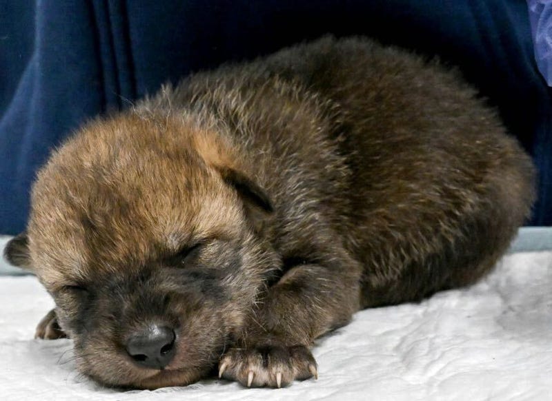 A Mexican wolf pup, born at the Brookfield Zoo on April 27, is examined.
