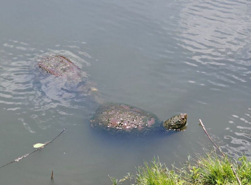 Two large snapping turtles, shown here, have been spotted in a pond at Rosehill Cemetery in Chicago's Lincoln Square neighborhood.