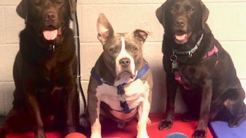 Philly firefighters, paramedics unwind with new Tail Wagging Platoon