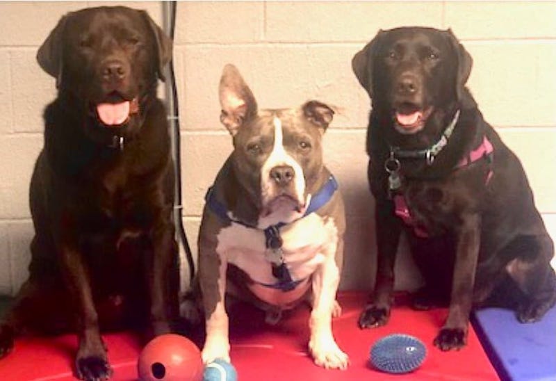 Tail Waggers Academy
