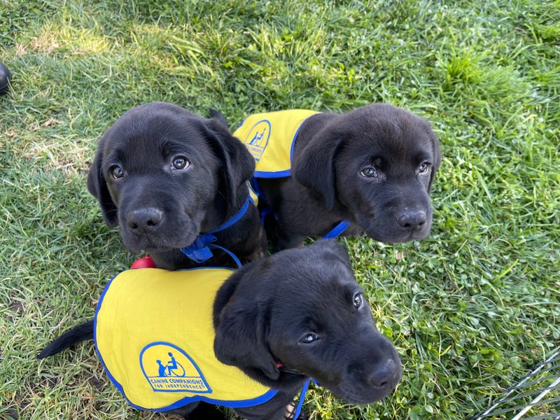Three of the five eight-week-old puppies being delivered to families in Phoenix, Arizona that will raise them.