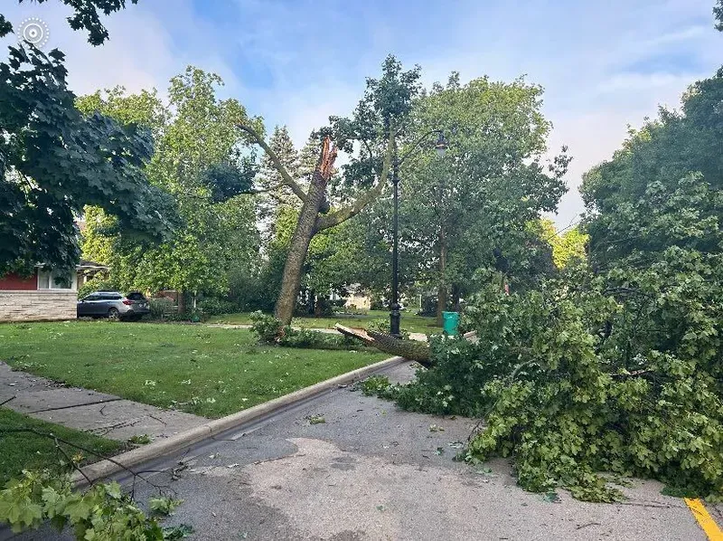 downed trees