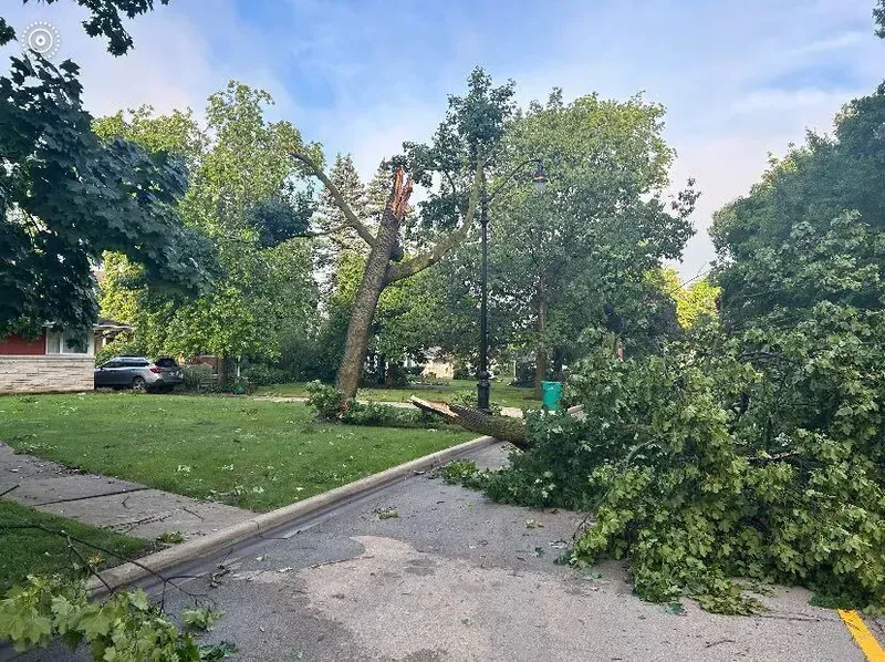 downed trees