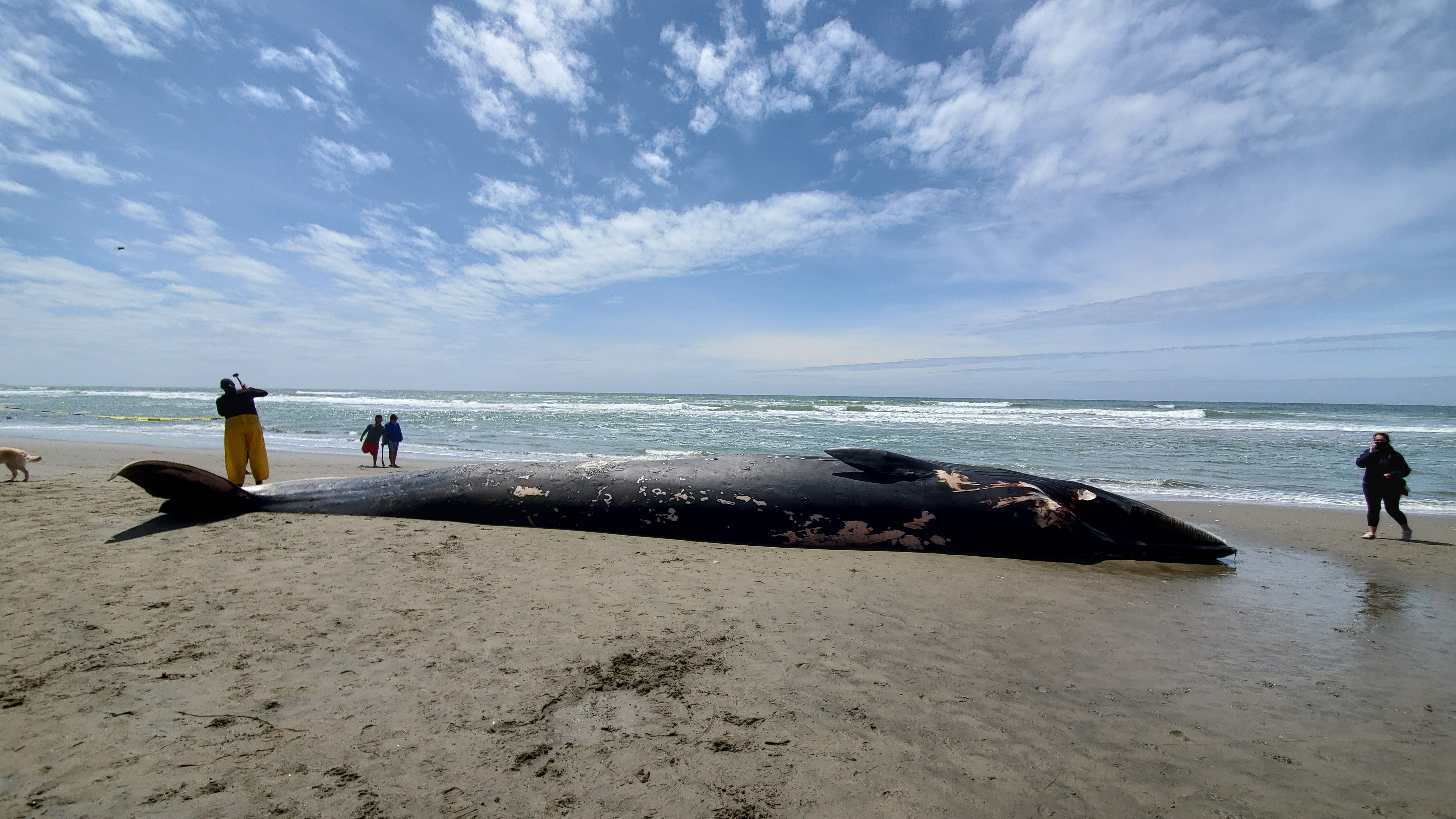 Dead whale washes ashore at Fort Funston