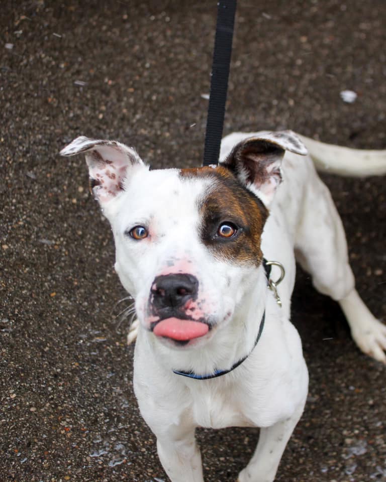 Finch is a 4-year-old American Blue Heeler mix. He weighs 63.5 pounds.