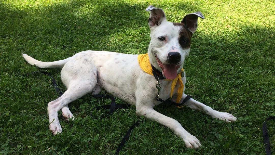 Animal shelter waives adoption fees for its 'most overlooked' animals