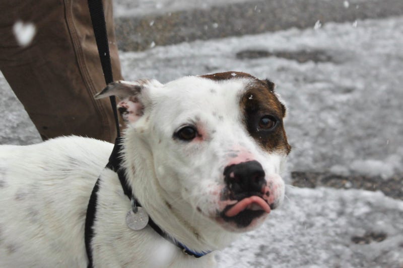 Finch is a 4-year-old American Blue Heeler mix. He weighs 63.5 pounds.