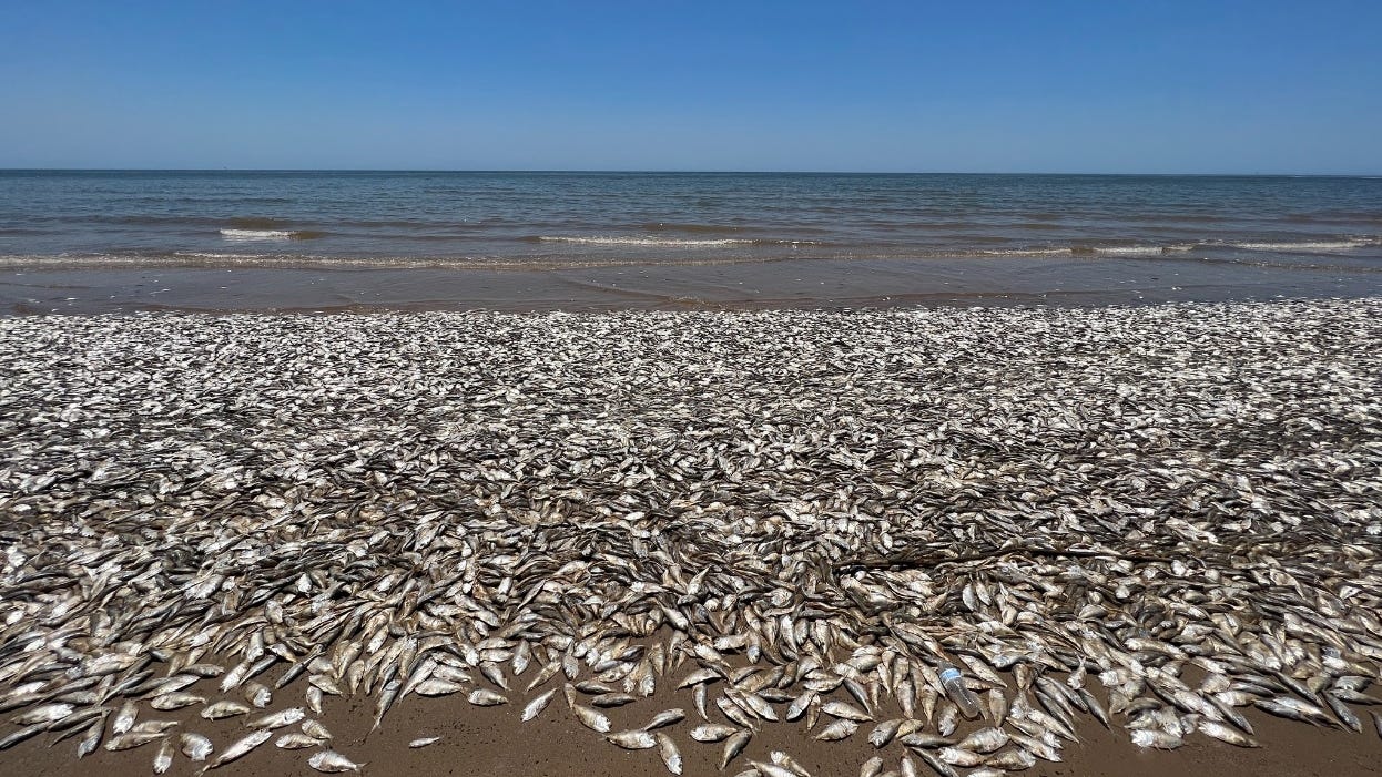 Tens of thousands of dead fish wash up on the Texas coast