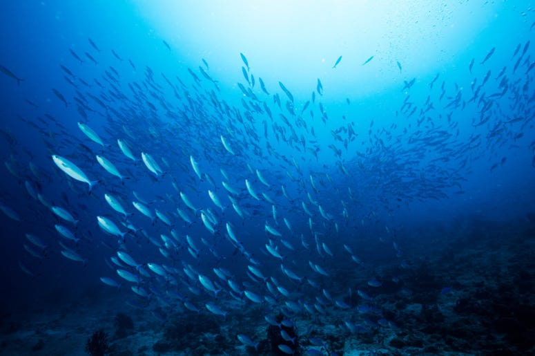 Fish