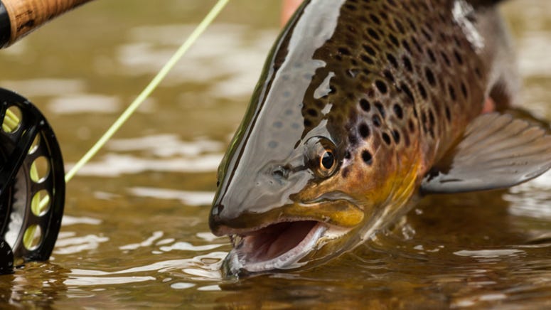 Man catches record-breaking trout so big the internet doesn’t believe it’s real