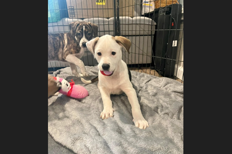 Dogs rescued by Fisher’s Furry Friends of PA