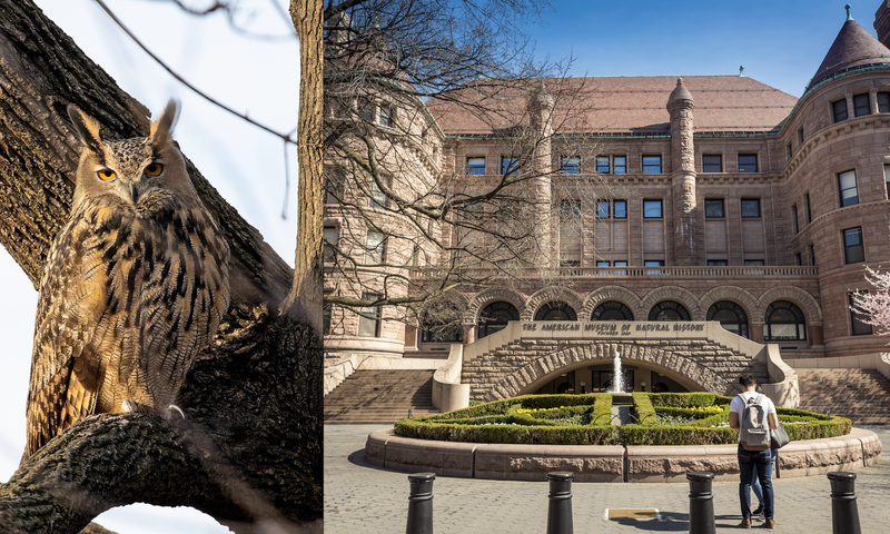 The remains of Flaco the Owl (left) were transferred to the America Museum of Natural History (right) for science