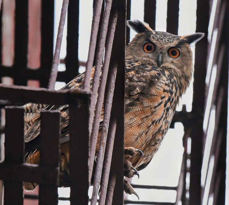 Flaco on an Upper West Side fire escape on Nov. 27, 2023.