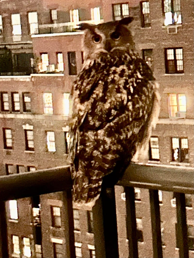 Flaco the owl perched on the balcony of Sally Cook's Manhattan apartment.