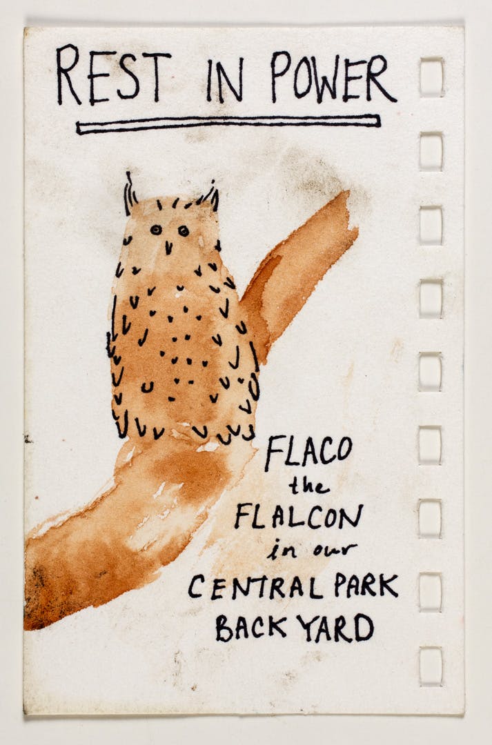 A watercolor and ink tribute to Flaco left at his memorial by an unknown maker.