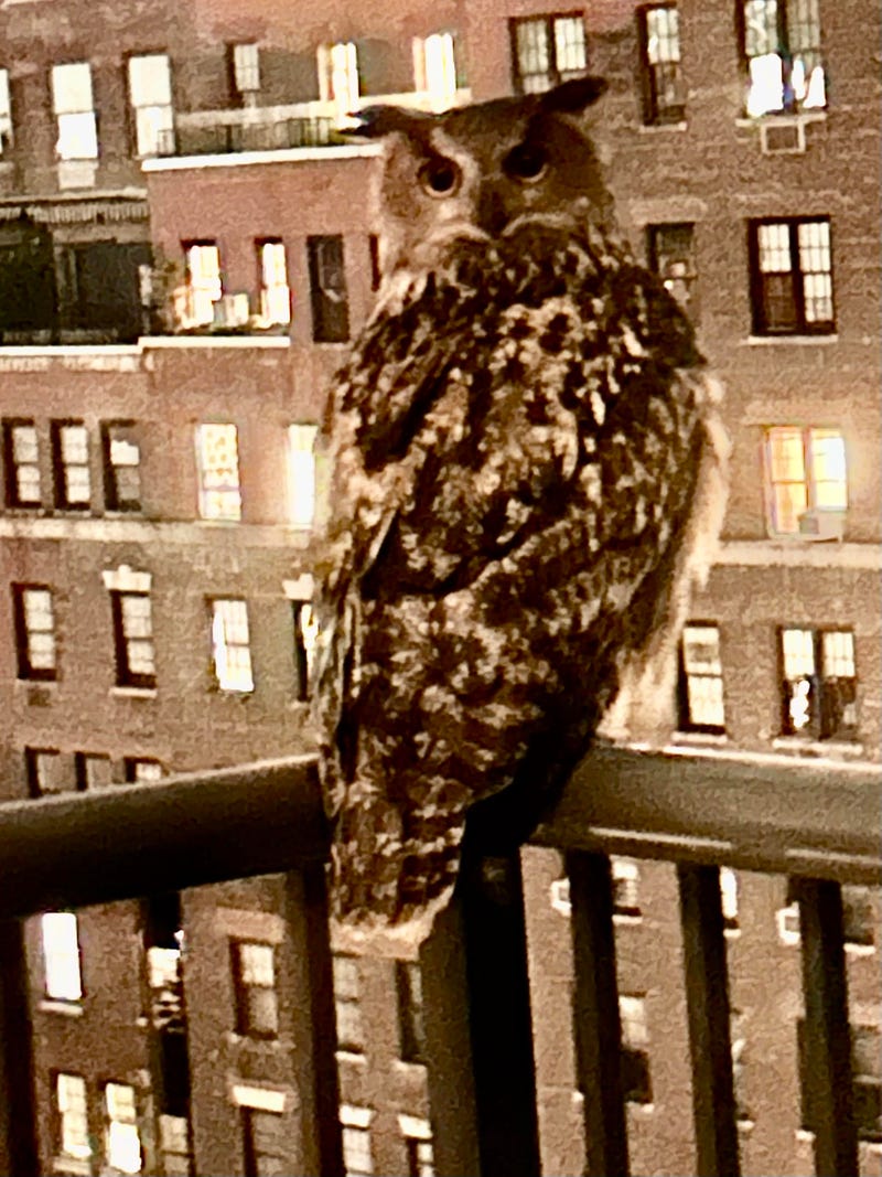 Flaco the owl perched on the balcony of Sally Cook's Manhattan apartment.