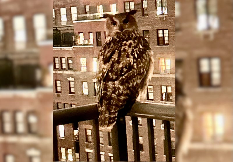 Flaco the Owl perched on the balcony of a Manhattan apartment