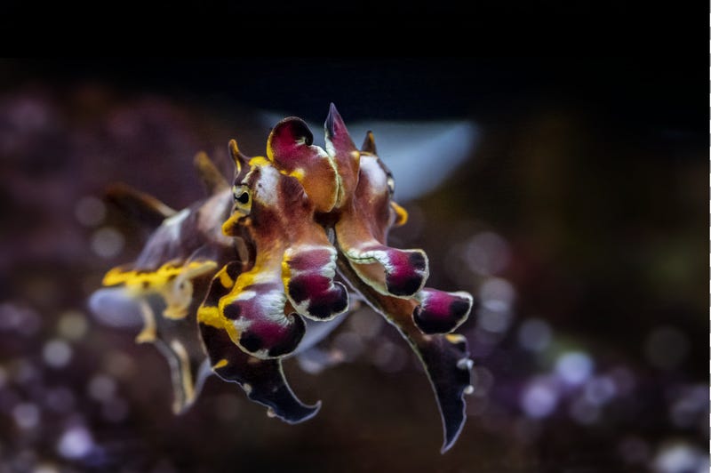 cuttlefish at Shedd Aquarium