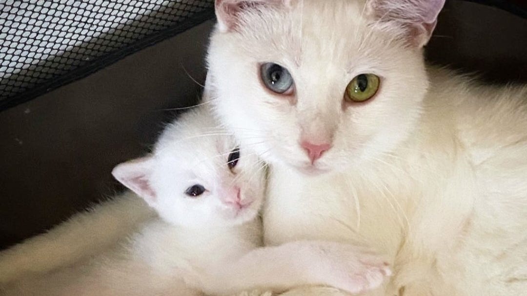 Flatbush Cats launches 1.5 million dollar fundraiser to set up low cost open-to-the-public spay-neuter clinic in Brooklyn