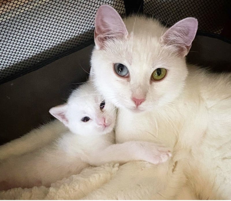 Photo Credit: Flatbush Cats