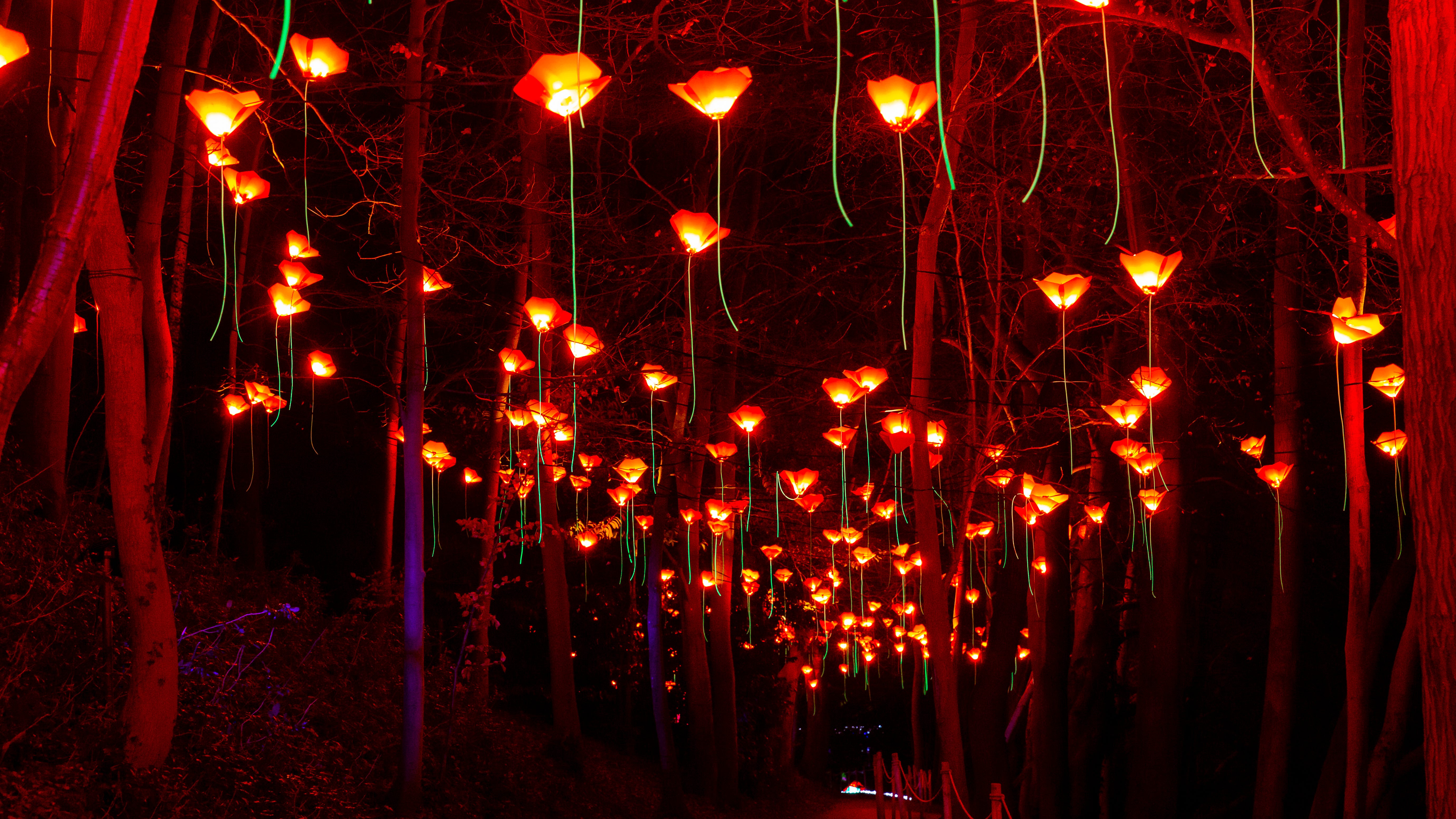 Bask in the glow of thousands of twinkling lights at Chicago Botanic Garden's Lightscape