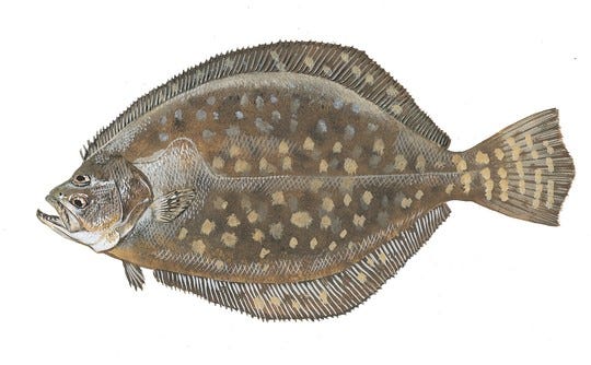 Southern flounder regularly rank as one of the top three most targeted fish among recreational anglers along the South Carolina coast. They're prized for their delicious white meat.