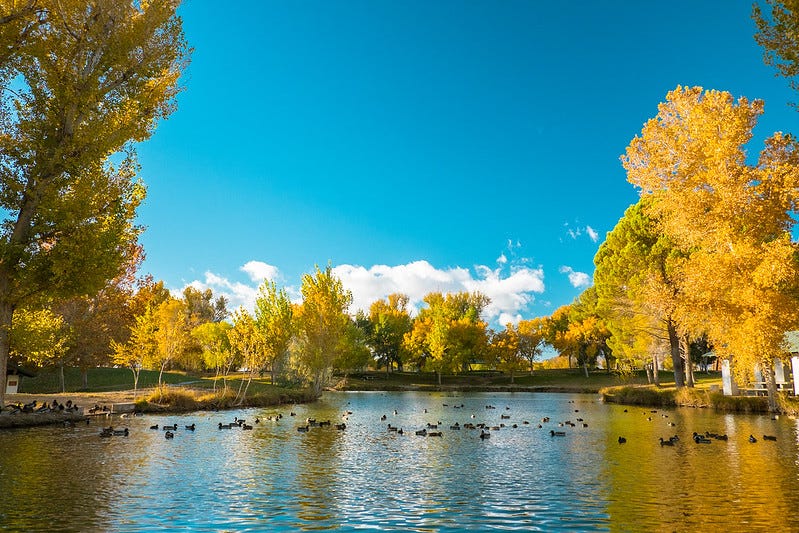 Ducks go for a swim in the lake at Floyd Lamb State Park