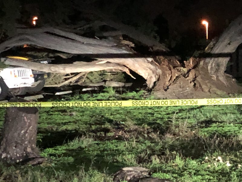 Neighbors are breathing a sign of relief that no one was injured when a large tree toppled into a former day care center in Foster City.