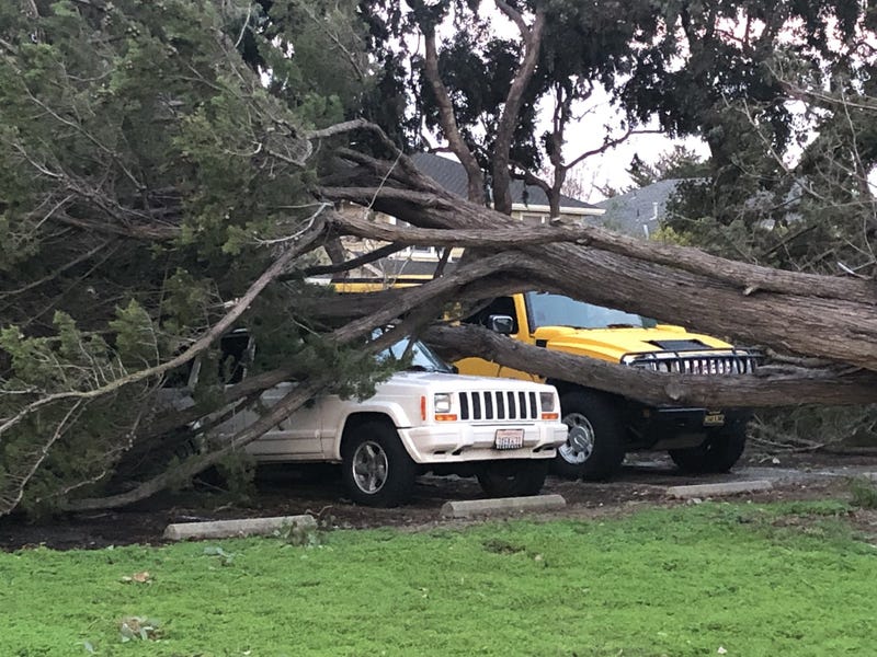 Neighbors are breathing a sign of relief that no one was injured when a large tree toppled into a former day care center in Foster City.